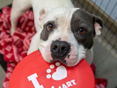AdoptADog_0453.jpg