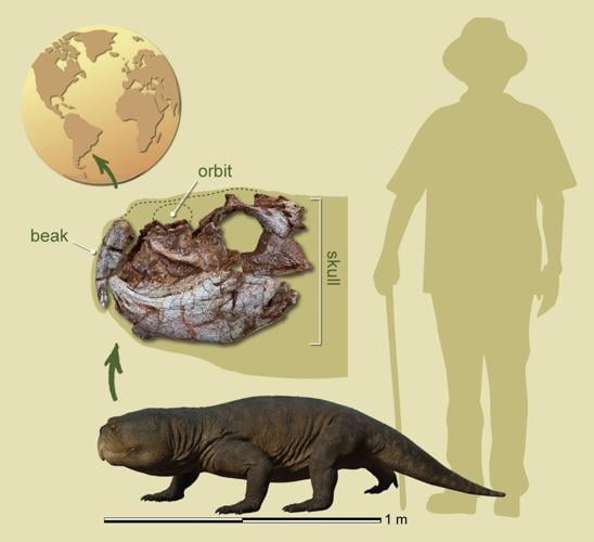 Parrot-beaked beast that lived with dinosaurs in Brazil may have Scottish relatives