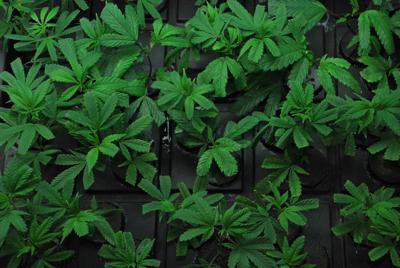 County reinstates pot ban; doesn’t affect existing rights