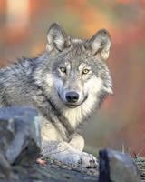 Wolf shot near Goldendale; $10,000 reward for information