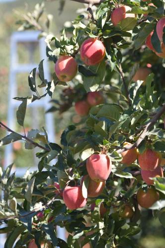 HR fruit harvest 2, applies.JPG