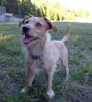 PET OF THE WEEK: Leo is ‘playful, happy’
