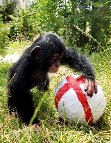 Adorable chimp abandoned at birth predicts England will win World Cup semi-final