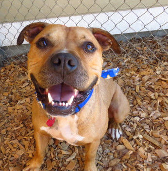 Pet of the Week: Morgan is ‘calm and easygoing’