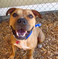 Pet of the Week: Morgan is ‘calm and easygoing’