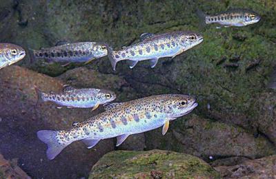 Hatchery life changes fish genetics, OSU study finds
