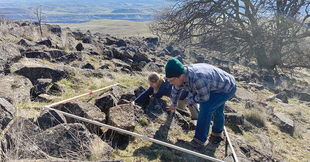 Declining, endemic buttercup gets more intense monitoring - Vimarsana News