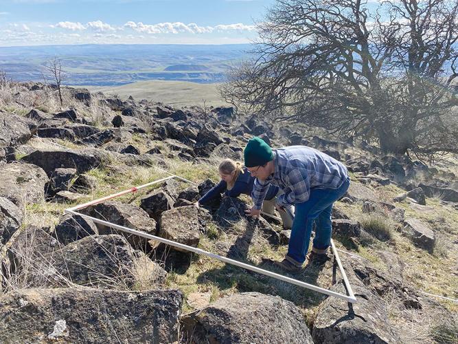 Declining, endemic buttercup gets more intense monitoring