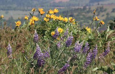 County hears update on ‘Gorge 2020’ plans