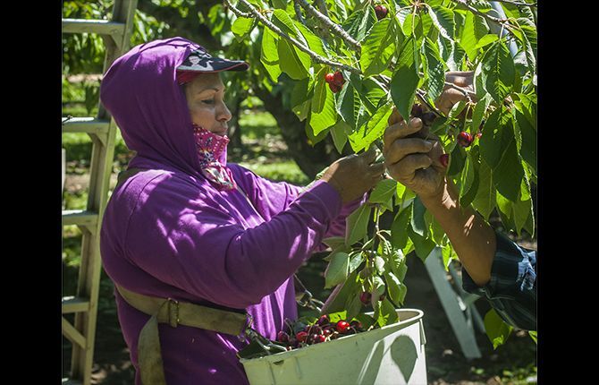 Bing harvest gets underway