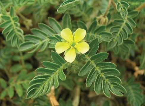 JUNE WEED OF THE MONTH pic by L Scott.jpg