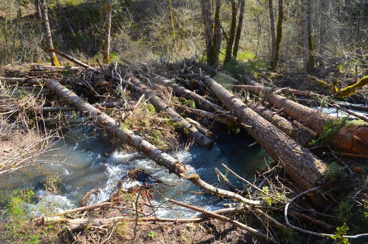 Resorting Rattlesnake Creek