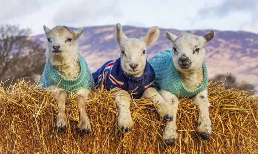 Lambs in jumpers knitted by volunteers