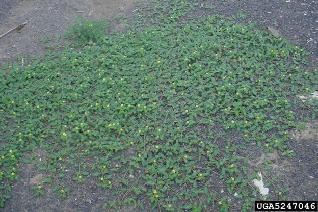 JUNE WEED OF THE MONTH pic by Rich Old 2.jpg