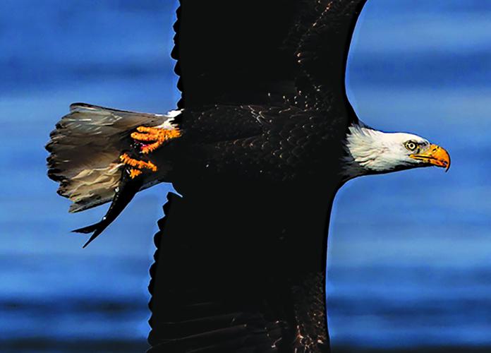 WILD eagle sighting 2 PRINT.jpg