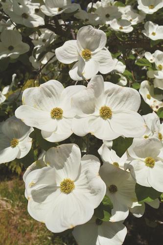 Pacific Dogwood