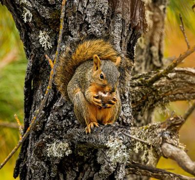 Fox squirrel