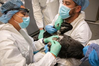 Bird Vaccine