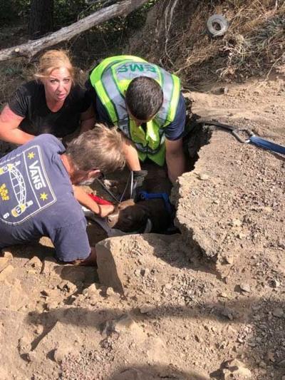 Dog rescued