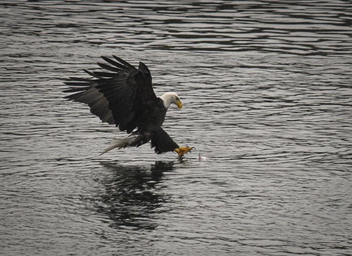 Eagle Watch comes to The Dalles Dam (includes photo gallery