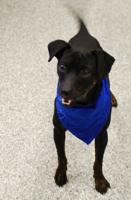 Pet of the week: Bungee loves to hop in for a snuggle