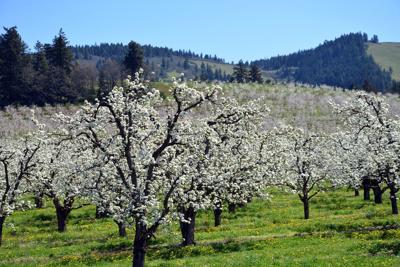 Blossom Time hits full swing