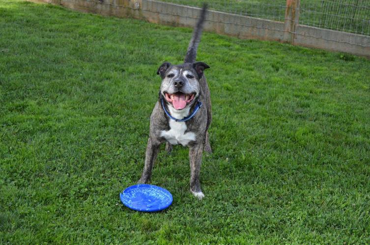 Cascade Pet Camp, Home At Last team up to take in dogs from fire