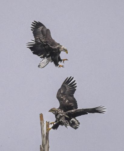 2023-01-10 eagles 234.jpg