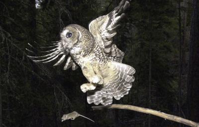 Throw out the spotted owl