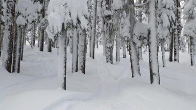 TRACKS THROUGH THE TREES