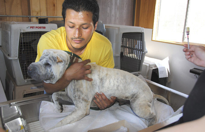 Wanted: Homes for rescue dogs