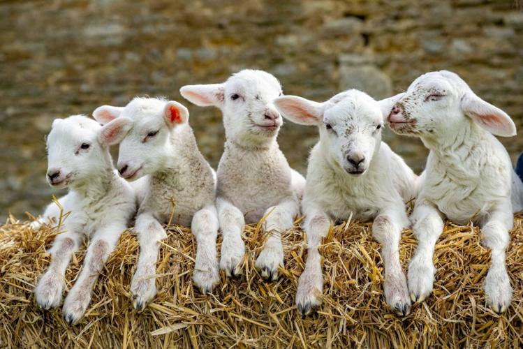 Ewe gives birth to ‘one-in-a-million’ quintuplet lambs