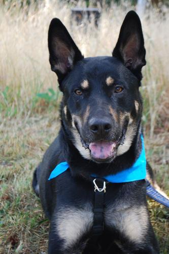 Pet of the Week: Luke is a good boy