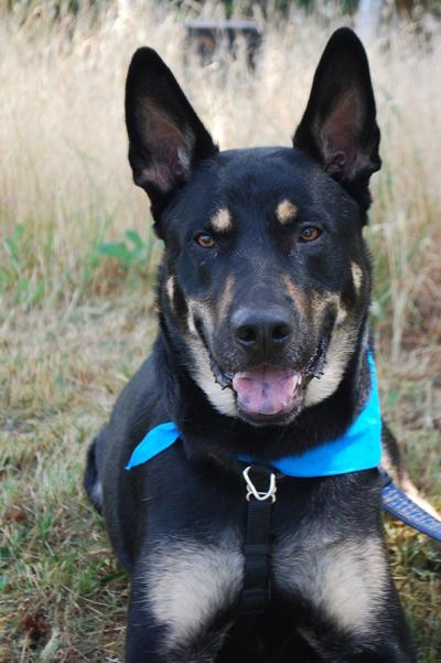 Pet of the Week: Luke is a good boy