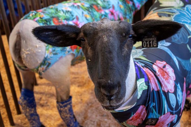 Klickitat County Fair and Rodeo