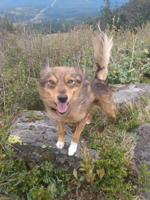 Newsworthy pets: Mika braves the wind