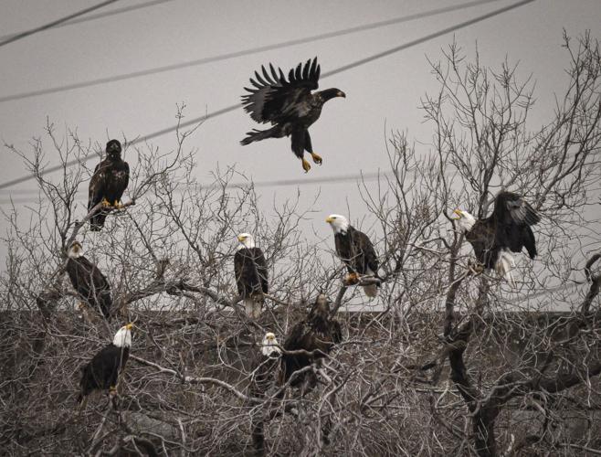2023-01-10 eagles tree 220.jpg