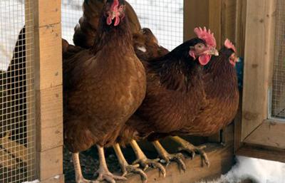 Avian flu outbreak in Tri-Cities prompts warning