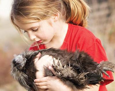 Dallas the rooster wins temporary reprieve