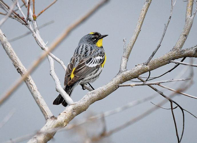 The Yellow-rumped Warbler has returned to the area. This is a male.