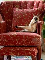 Newsworthy pets: Local supermodel makes debut