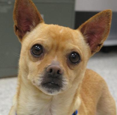 PET OF THE WEEK: Hugs loves cuddles, lap time