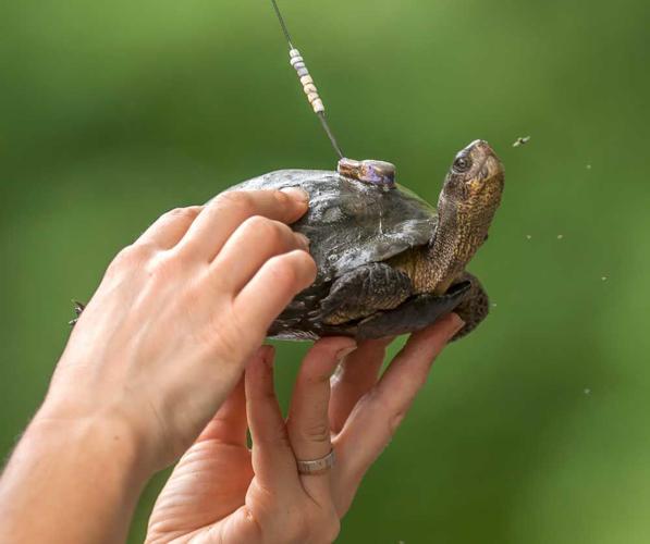 Western pond turtle