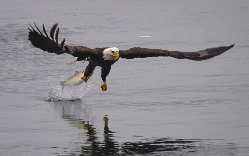 2023-01-14 eagle catch 085a.jpg