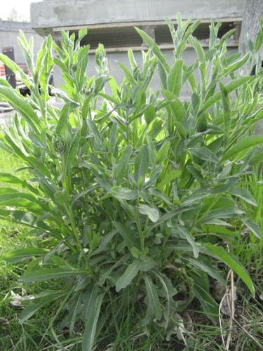 Weed of the Month: The invasive thistle-like knapweed