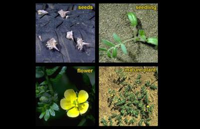 Time to get rid of noxious weed