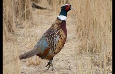 Free pheasant hunts open