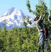 Low snowpacks of 2014, 2015 may become more common