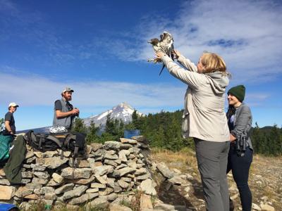 Hawk Migration Festival Sept. 23