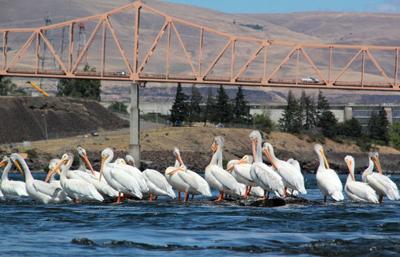 Plenty of pelicans